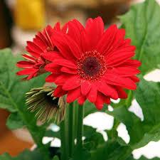 Red Gerbera